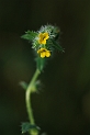 Fiddleneck - A